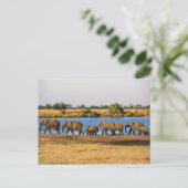 Elephants-Briefkaart Briefkaart (Staand voorkant)