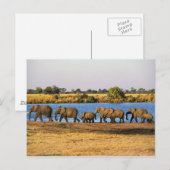 Elephants-Briefkaart Briefkaart (Voorkant / Achterkant)