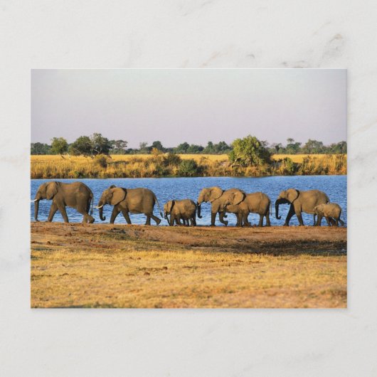 Elephants-Briefkaart Briefkaart (Voorkant)