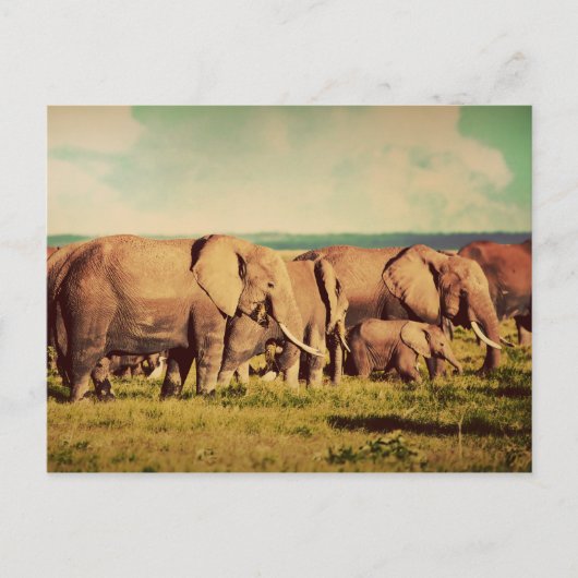Elephants-briefkaart Briefkaart (Voorkant)