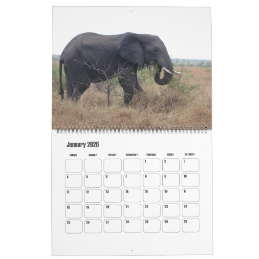 Elephants Calendar Kalender (Jan 2026)