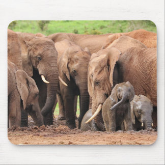 elephants cute muismat