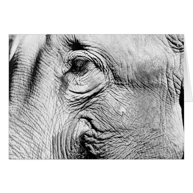 Elephants Eye, 2017 (Voorkant Horizontaal)