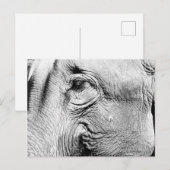 Elephants Eye, 2017 Briefkaart (Voorkant / Achterkant)