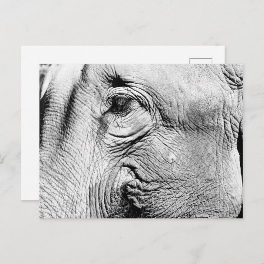 Elephants Eye, 2017 Briefkaart (Voorkant / Achterkant)