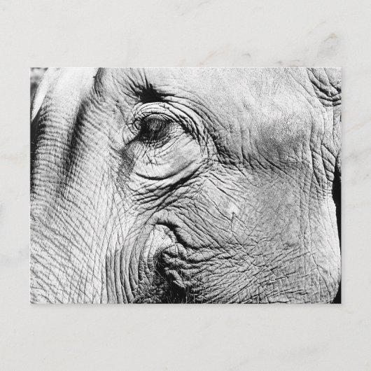 Elephants Eye, 2017 Briefkaart (Voorkant)