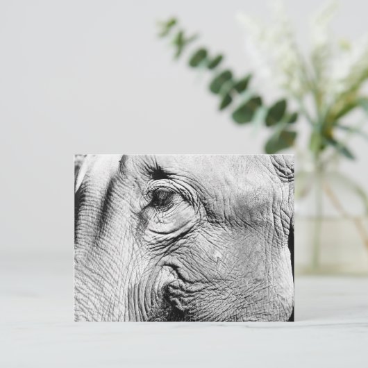 Elephants Eye, 2017 Briefkaart (Staand voorkant)