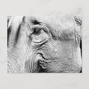 Elephants Eye, 2017 Briefkaart