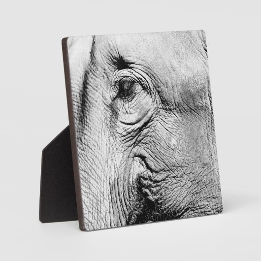 Elephants Eye, 2017 Fotoplaat (Voorkant)