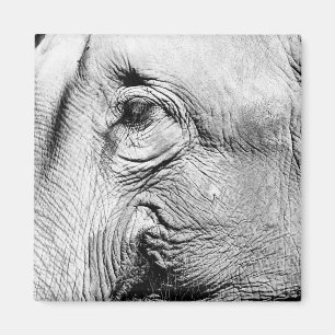 Elephants Eye, 2017 Magneet