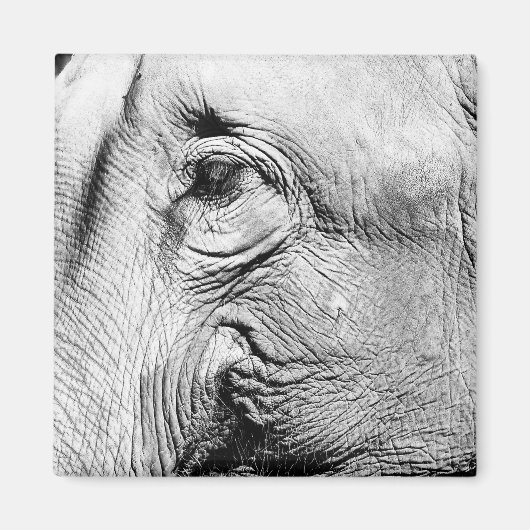 Elephants Eye, 2017 Magneet (Voorkant)
