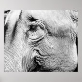 Elephants Eye, 2017 Poster (Voorkant)