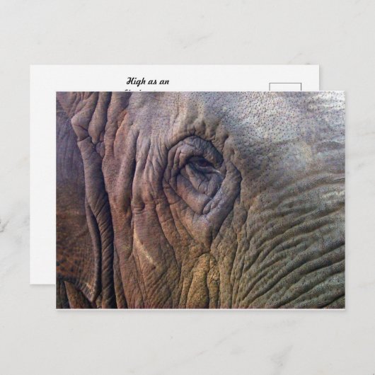 Elephants Eye Briefkaart (Voorkant / Achterkant)