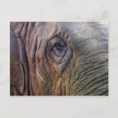 Elephants Eye Briefkaart (Voorkant)