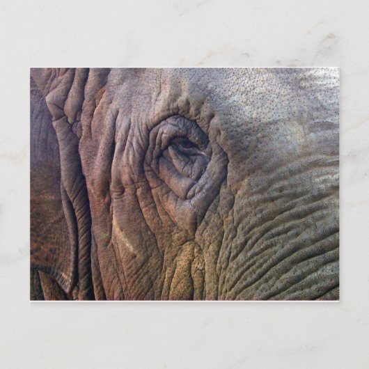 Elephants Eye Briefkaart (Voorkant)
