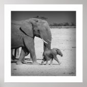 Elephants-familie Poster (Voorkant)