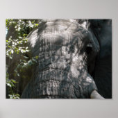 Elephant's gezicht poster (Voorkant)