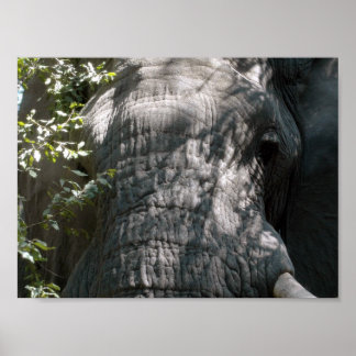 Elephant's gezicht poster