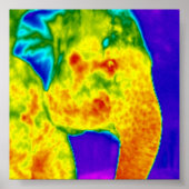 Elephants hoofd poster (Voorkant)