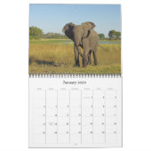 ELEPHANTS KALENDER (Jan 2026)