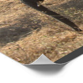 Elephant's legance poster (Hoek)