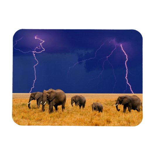 Elephants Magnet Magneet (Horizontaal)