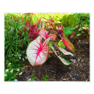 Elephant's oor foto afdruk