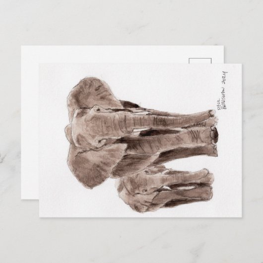 elephants post card briefkaart (Voorkant / Achterkant)