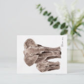 elephants post card briefkaart (Staand voorkant)