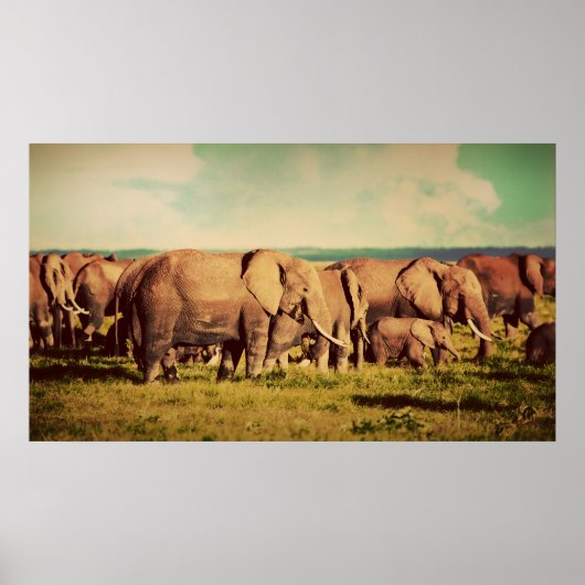 Elephants-poster Poster (Voorkant)