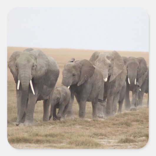 Elephants Safari op Display Stickers (Voorkant)