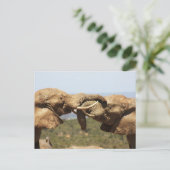 Elephants Tussling Briefkaart (Staand voorkant)