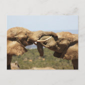 Elephants Tussling Briefkaart (Voorkant)