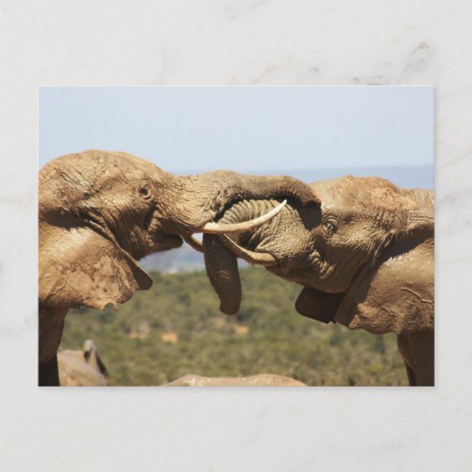 Elephants Tussling Briefkaart (Voorkant)