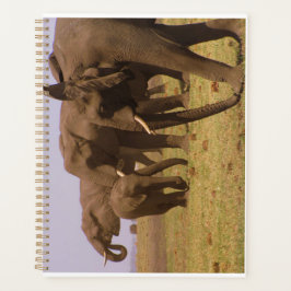 Elephants van Chobe Planner