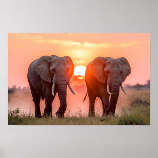 Elephants Walking in Sunset Poster (Voorkant)
