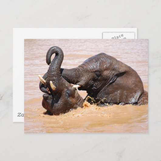 Elephants-waterwereld Briefkaart (Voorkant / Achterkant)