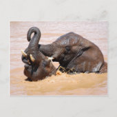 Elephants-waterwereld Briefkaart (Voorkant)
