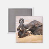 Elephants-waterwereld Magneet (Voorkant / Achterkant)