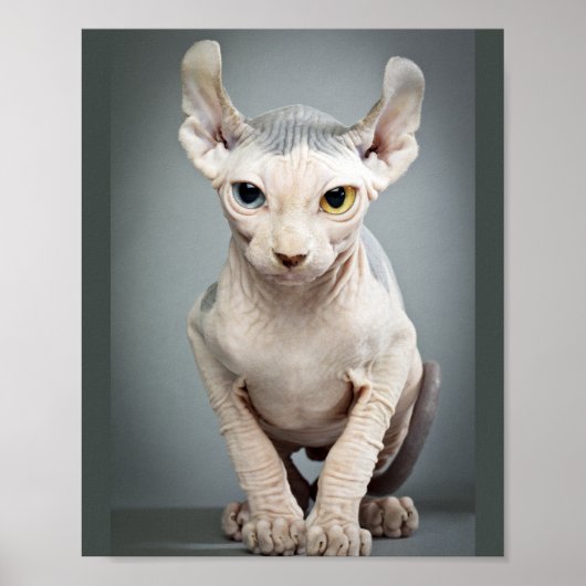 Elf Sfinx Kat Foto Poster (Voorkant)