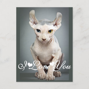 Elf Sphinx Cat Foto Afbeelding waar ik van hou Briefkaart