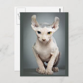 Elf Sphinx Cat-foto Briefkaart (Voorkant / Achterkant)