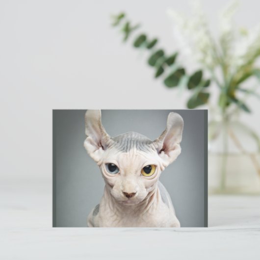 Elf Sphinx Cat-foto Briefkaart (Staand voorkant)
