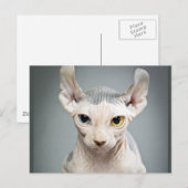 Elf Sphinx Cat-foto Briefkaart (Voorkant / Achterkant)