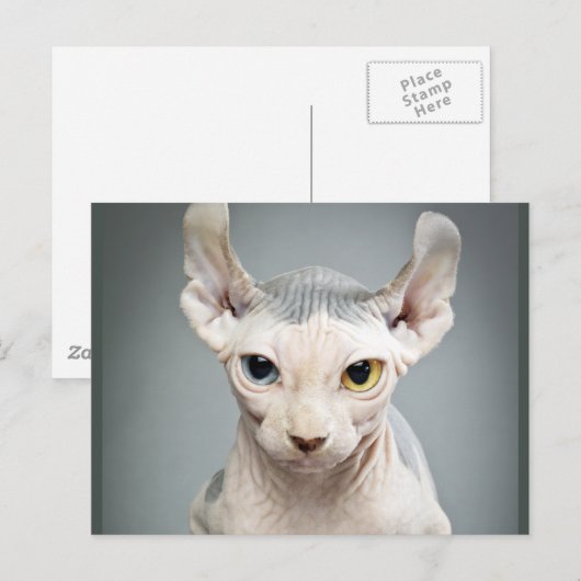 Elf Sphinx Cat-foto Briefkaart (Voorkant / Achterkant)