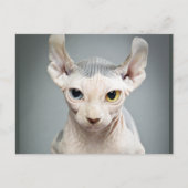 Elf Sphinx Cat-foto Briefkaart (Voorkant)