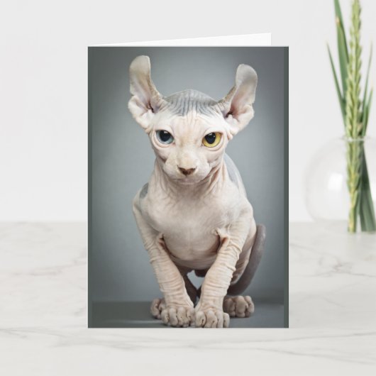 Elf Sphinx Cat-foto Kaart (Voorkant)