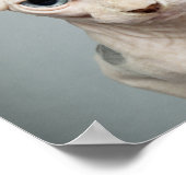 Elf Sphinx Cat-foto Poster (Hoek)