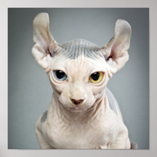 Elf Sphinx Cat-foto Poster