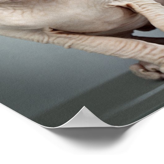 Elf Sphinx Cat-foto Poster (Hoek)